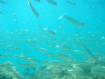 P8270005-7.jpg